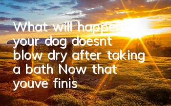 TWhat will happen if your dog doesn’t blow dry after taking a bath? Now that you’ve finished taking a bath, let’s blow dry it quickly!