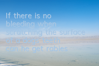 TIf there is no bleeding when scratching the surface of a dog's teeth, can he get rabies?