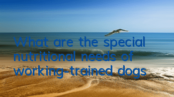 What are the special nutritional needs of working-trained dogs?