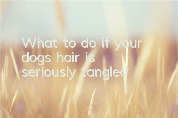 What to do if your dog’s hair is seriously tangled