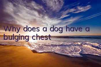 TWhy does a dog have a bulging chest?