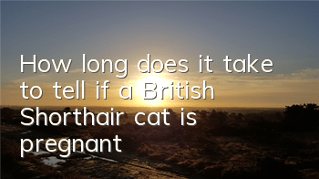 How long does it take to tell if a British Shorthair cat is pregnant?