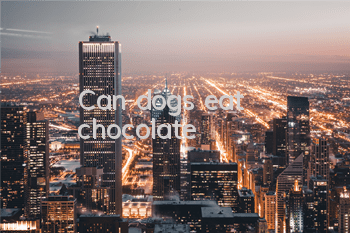TCan dogs eat chocolate?