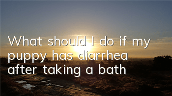 What should I do if my puppy has diarrhea after taking a bath?