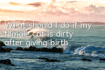 TWhat should I do if my female cat is dirty after giving birth?