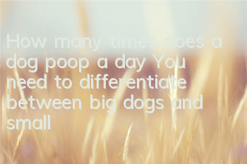 How many times does a dog poop a day? You need to differentiate between big dogs and small dogs!