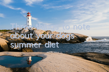 Three things to note about your dog’s summer diet