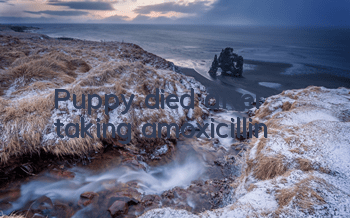 TPuppy died after taking amoxicillin