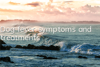 TDog fever symptoms and treatments