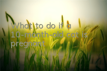 What to do if a 10-month-old cat is pregnant