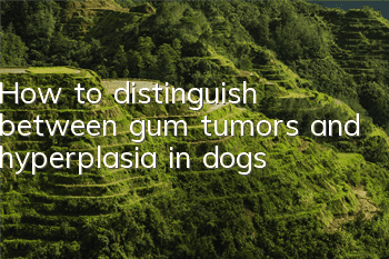 How to distinguish between gum tumors and hyperplasia in dogs