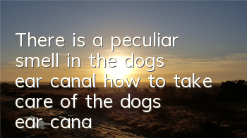 There is a peculiar smell in the dog’s ear canal, how to take care of the dog’s ear canal?