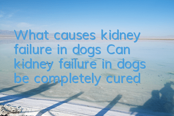 What causes kidney failure in dogs? Can kidney failure in dogs be completely cured?