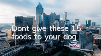 Don’t give these 15 foods to your dog