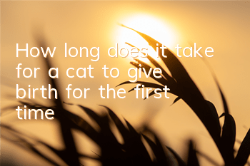 How long does it take for a cat to give birth for the first time?