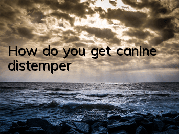 THow do you get canine distemper?