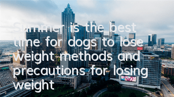 Summer is the best time for dogs to lose weight, methods and precautions for losing weight for dogs