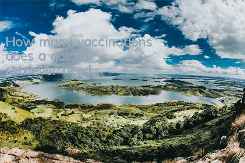 How many vaccinations does a golden retriever need?