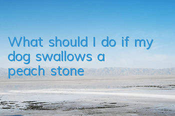 TWhat should I do if my dog ​​swallows a peach stone?
