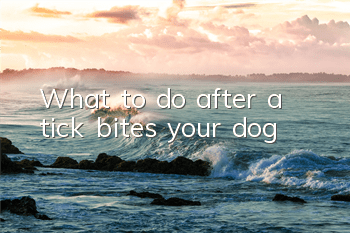 TWhat to do after a tick bites your dog