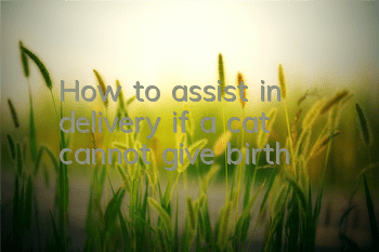 How to assist in delivery if a cat cannot give birth
