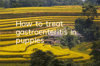 How to treat gastroenteritis in puppies