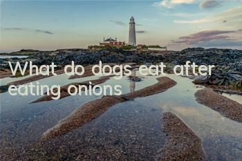 TWhat do dogs eat after eating onions?