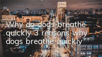 Why do dogs breathe quickly? 3 reasons why dogs breathe quickly