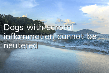 Dogs with scrotal inflammation cannot be neutered
