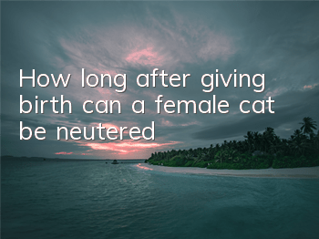 How long after giving birth can a female cat be neutered?