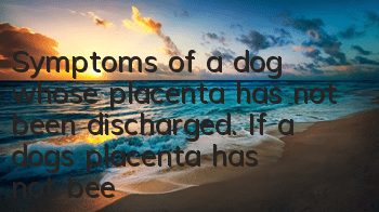 Symptoms of a dog whose placenta has not been discharged. If a dog’s placenta has not been discharged, seek medical attention promptly.