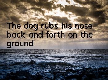 TThe dog rubs his nose back and forth on the ground