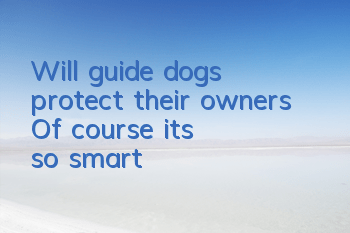 TWill guide dogs protect their owners? Of course! it's so smart