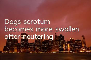 Dog's scrotum becomes more swollen after neutering
