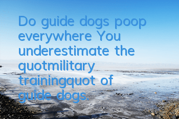 Do guide dogs poop everywhere? You underestimate the "military training" of guide dogs.