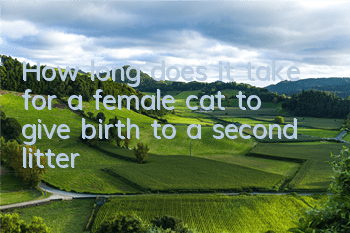 THow long does it take for a female cat to give birth to a second litter?