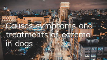 TCauses, symptoms and treatments of eczema in dogs