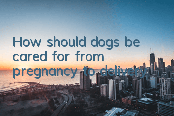 How should dogs be cared for from pregnancy to delivery?