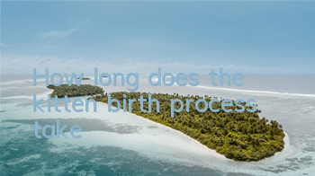 How long does the kitten birth process take?