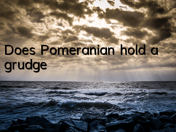 Does Pomeranian hold a grudge?