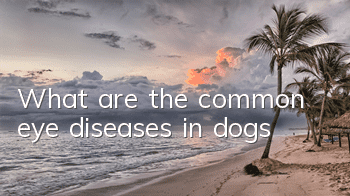 TWhat are the common eye diseases in dogs?