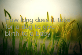 THow long does it take for a dog to give birth to a baby?