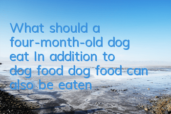 What should a four-month-old dog eat? In addition to dog food, dog food can also be eaten!