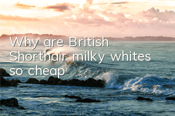 TWhy are British Shorthair milky whites so cheap?