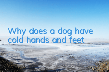 Why does a dog have cold hands and feet?