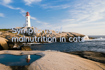 Symptoms of malnutrition in cats