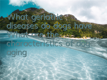 TWhat geriatric diseases do dogs have? What are the characteristics of dog aging?