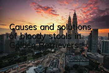 TCauses and solutions of bloody stools in Golden Retrievers