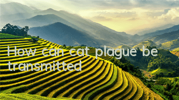 How can cat plague be transmitted?