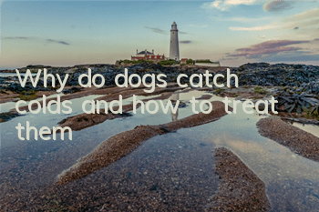 Why do dogs catch colds and how to treat them?